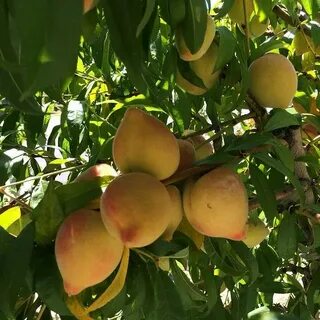 Как растут персики