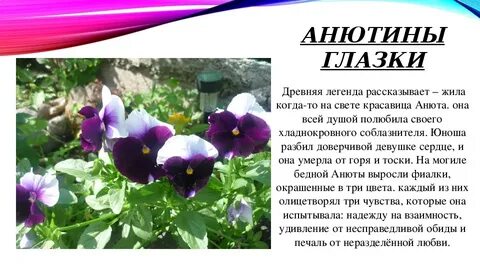 Описание анютиных глазок