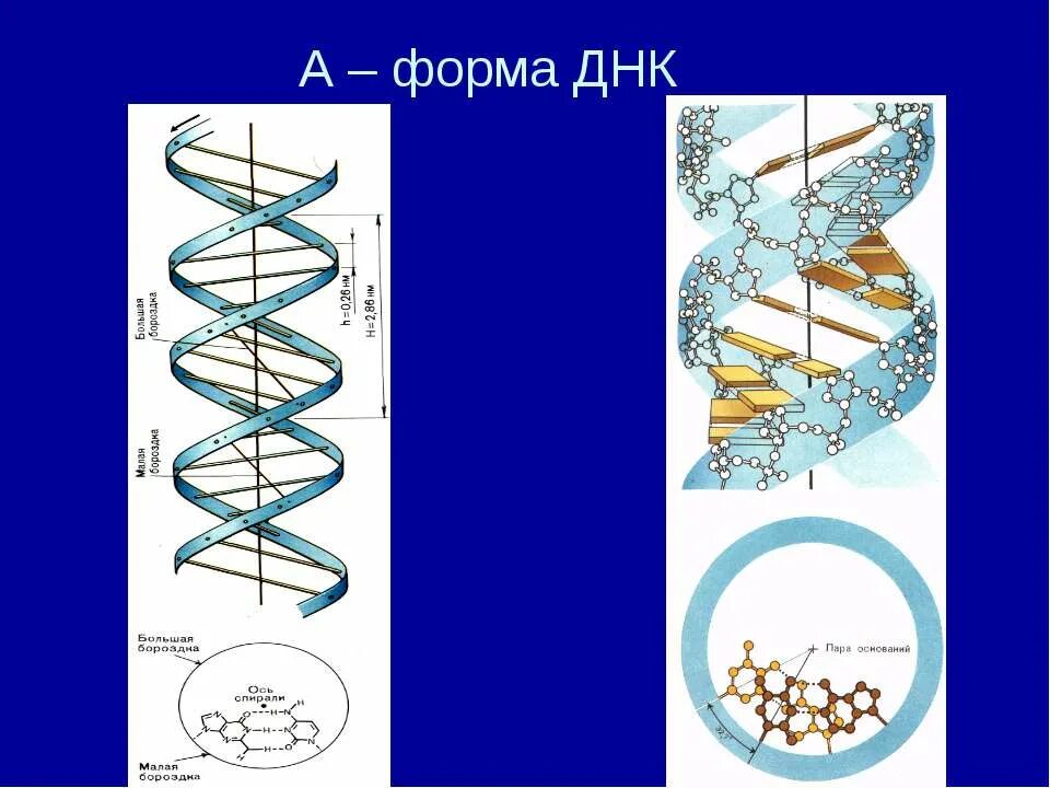 Характеристики β-формы ДНК. Формы спирали ДНК. Пространственные формы ДНК. ДНК структурная форма.