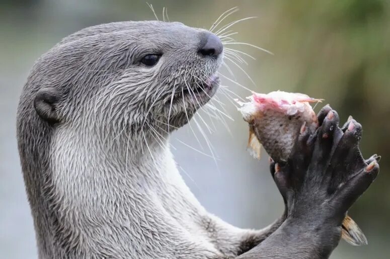 выдра болотная. питание выдры. белогорлая выдра. выдра речная. выдра lutra lutra linnaeus.