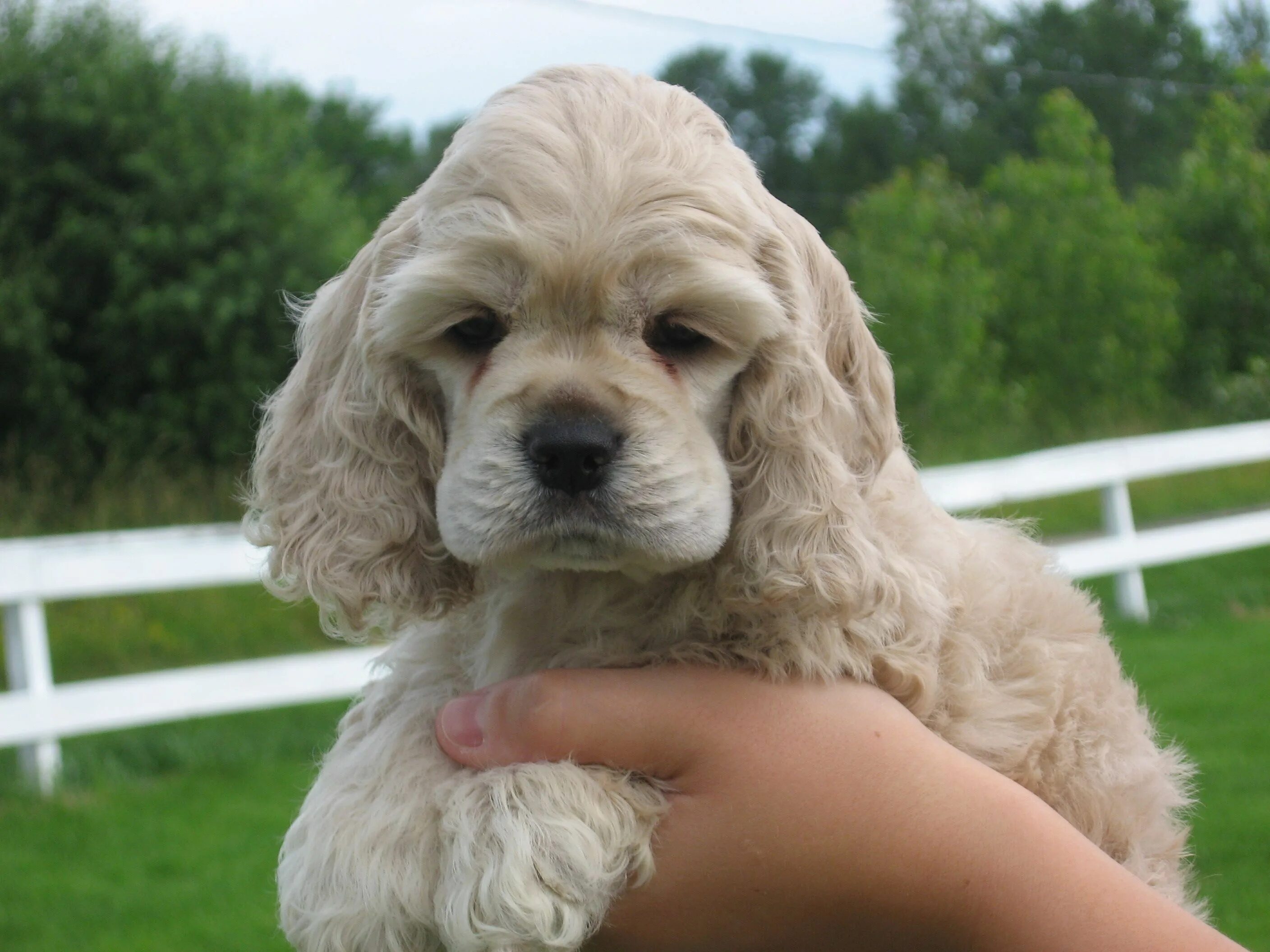 gorgeous buff pups at 8 weeks Spaniel puppies, Cocker spaniel puppies, Spaniel p