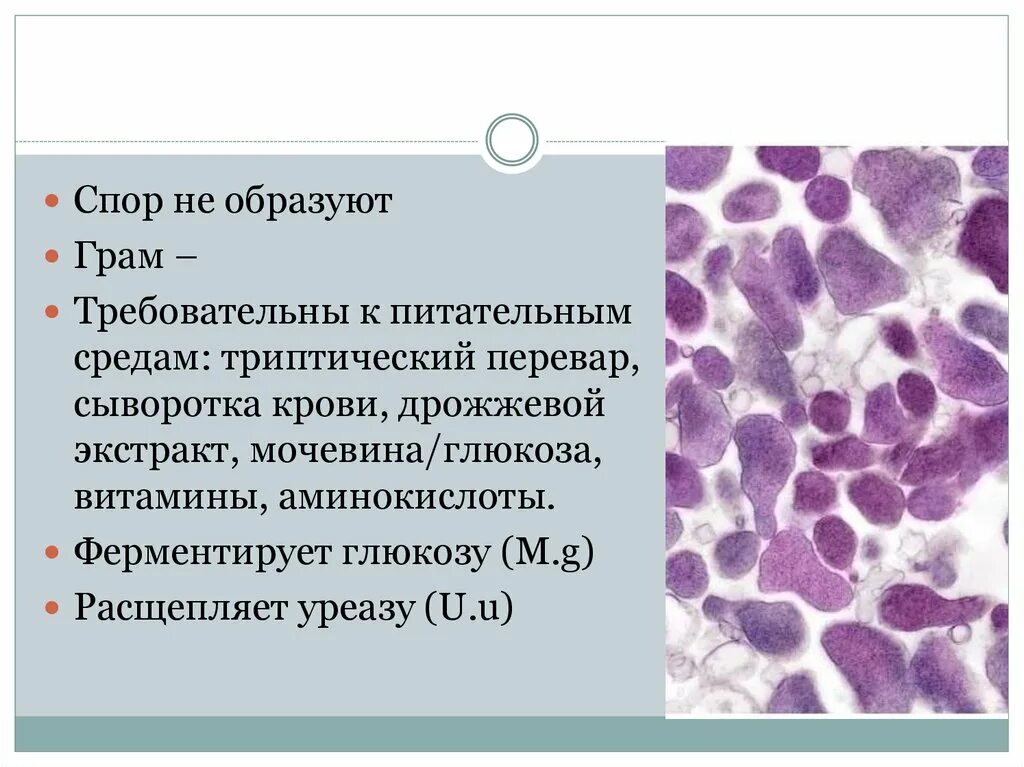 Микоплазмоз как передается