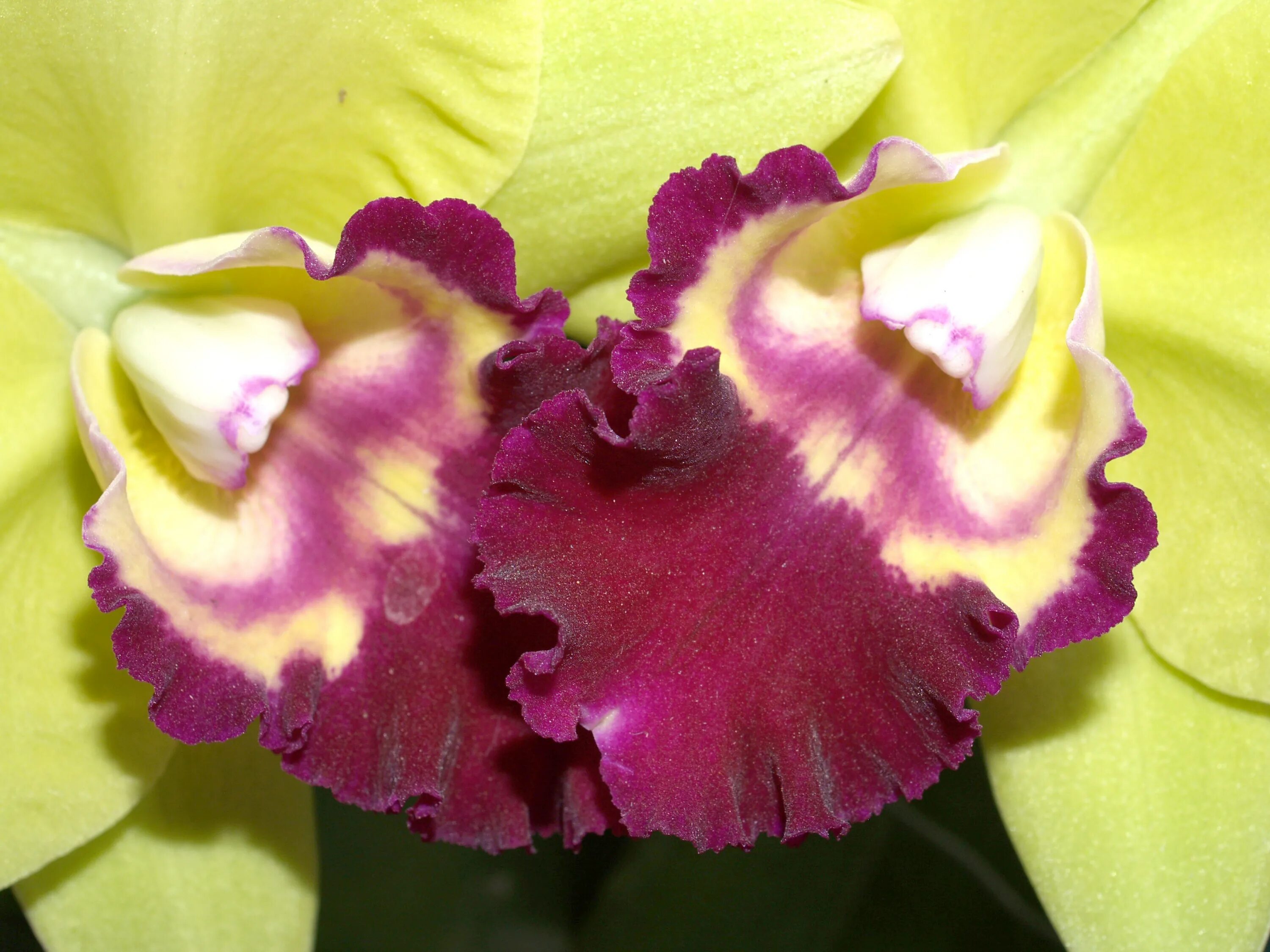Free Images : nature, branch, blossom, growth, flower, purple, petal, bloom, sum