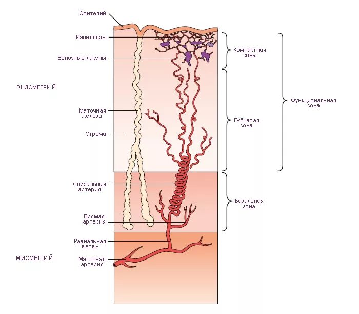 Эндометрий схема. Строение эндометрия слои. Функциональный слой эндометрия гистология. Строение функционального слоя эндометрия. Функциональный слой эндометрия кровоснабжается:.