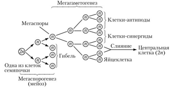 Макроспора образуется в результате. Мегаспорогенез у покрытосеменных. Мегаспорогенез и микроспорогенез цветковых растений. Макроспорогенез голосеменных схема. Микроспорогенез у цветковых растений.