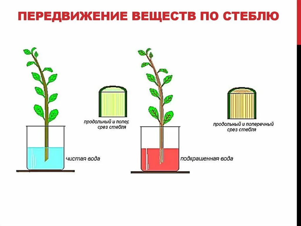 Передвижение веществ у растений. Передвижение по стеблю органических веществ. Транспорт веществ у растений. Передвижение веществ по растению. Лабораторная работа по биологии передвижение воды