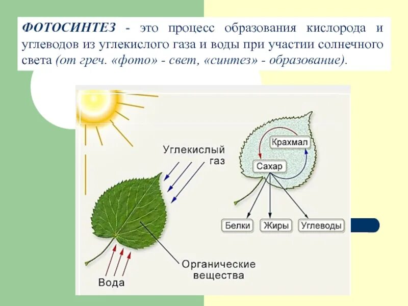 Как называется процесс поглощения углекислого газа. Схема фотосинтеза 6 класс биология. механизм фотосинтеза схема. процесс фотосинтеза у растений схема. биосинтез углеводов фотосинтез схема.