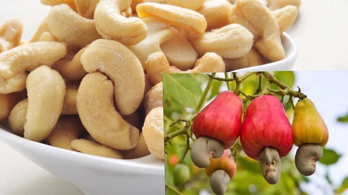 Кешью орехи полезные для женщин и противопоказания
