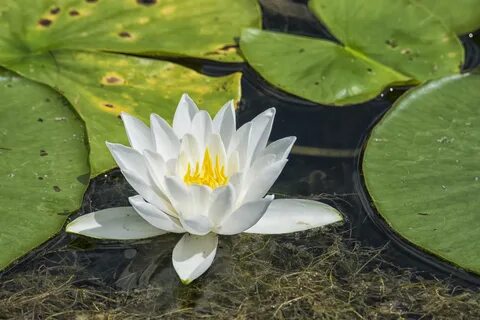 Водное растение 5