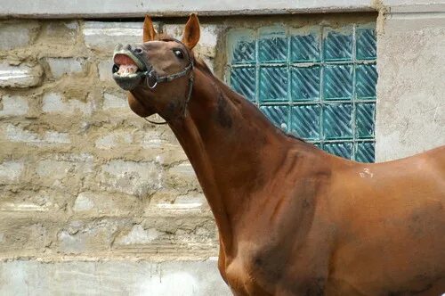 Лошадиное хозяйство. Лошадь в поле. Конь на похоронах хозяина. Лошади прощаются. Лошадь и человек фото.