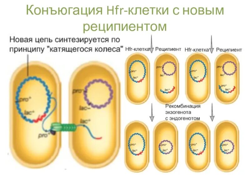 Механизм конъюгации микробиология. Механизм конъюгации у бактерий. Этапы конъюгации микробиология. Конъюгация микробиология f фактор. Деление клеток прокариот