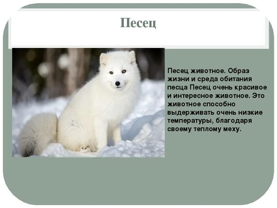 Песец доклад. Писец фото и описание. Рассказ о песце в тундре. Песец описание. Описание песца в тундре 4 класс.