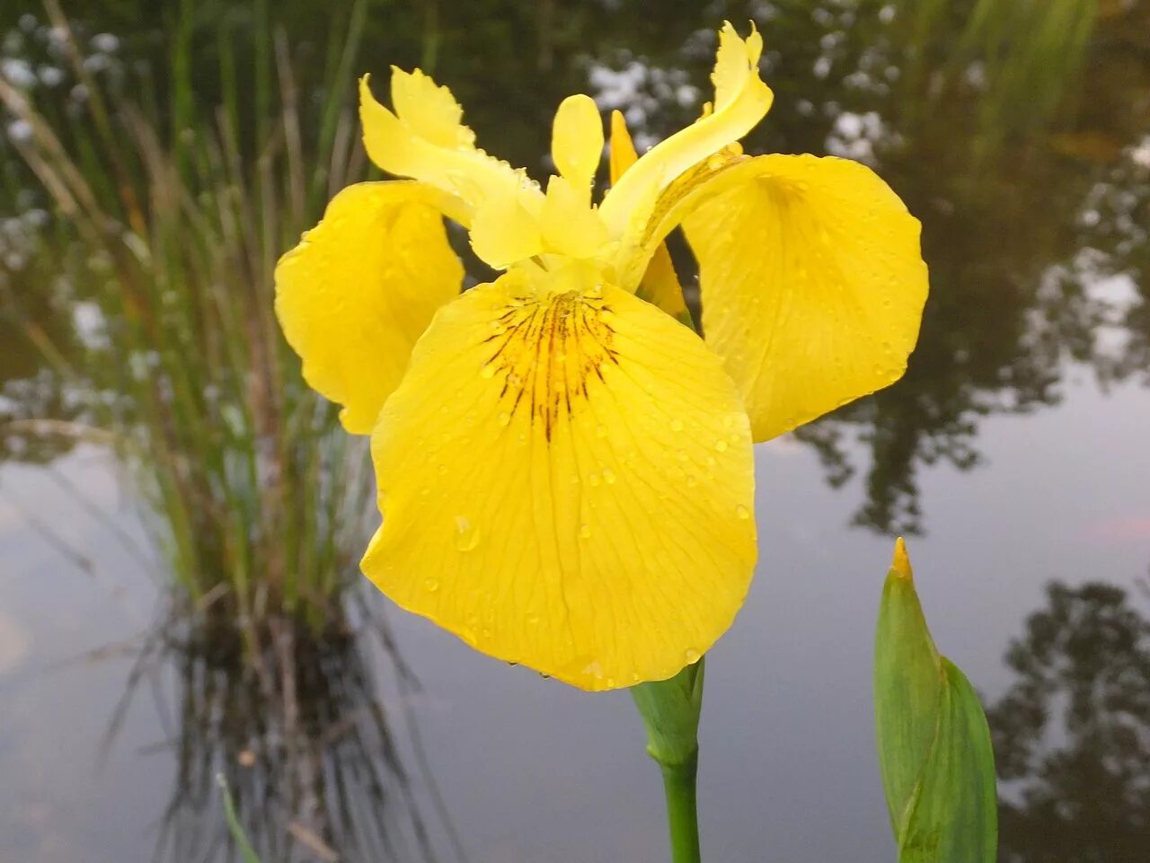 Ирис болотный фото. Ирис жёлтый – Iris pseudacorus. Ирис болотный (аировидный). Ирис болотный Касатик болотный ложноаировый Ирис желтый. Ирис болотный (Iris pseudacorus l..