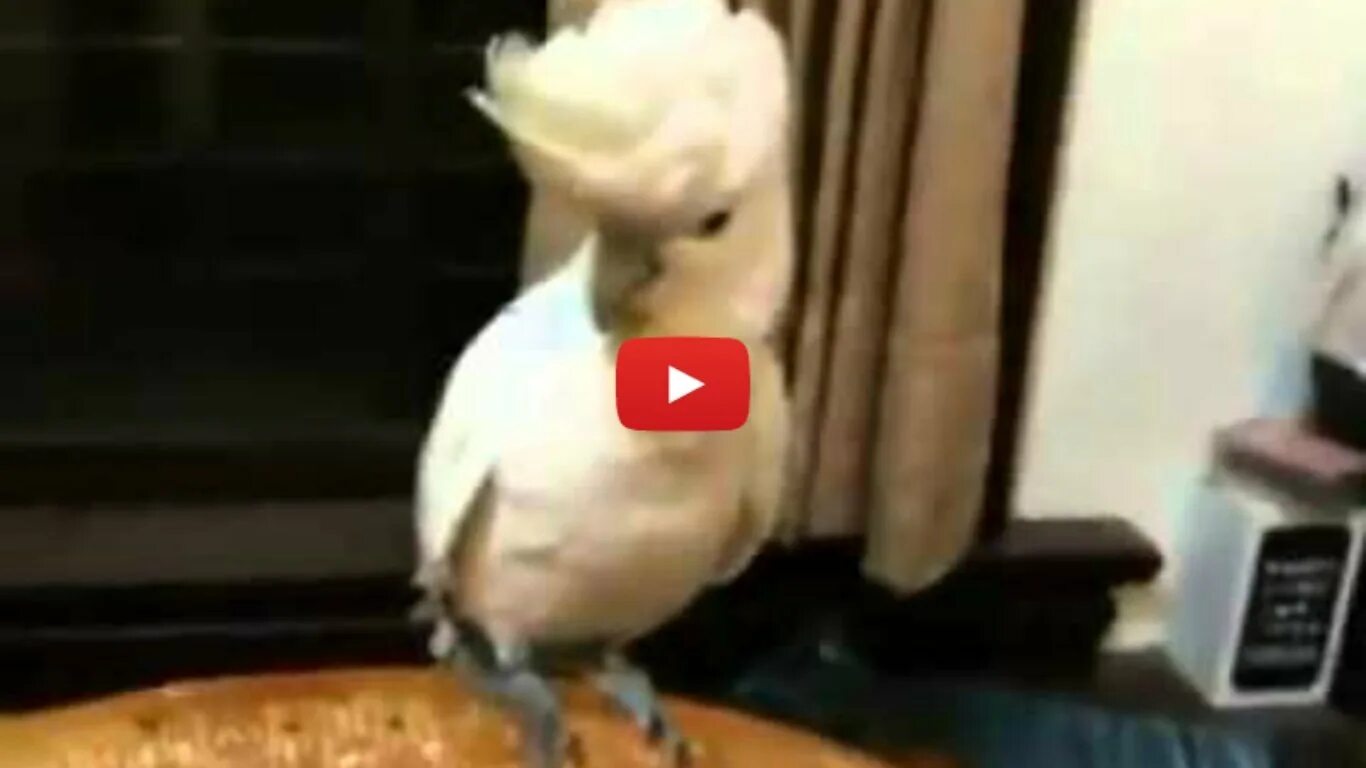Веселое пение попугая. Танцующий попугай. Танцующий попугай Какаду. Попугай Какаду танцует. Какаду поет и танцует.
