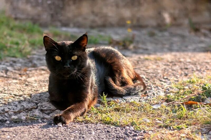 Уличные кошки купить. Коричневая уличная кошка. Тайские уличные кошки. Растрепанные уличные кошки. Мьянма уличные кошки.