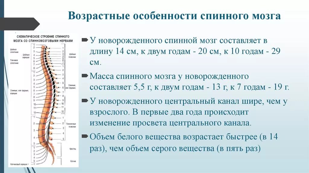 Особенности головного мозга ребенка. Возрастные особенности спинного мозга. Отделы нервной системы строение и функции спинного мозга. Строение и функции отделов центральной нервной системы спинной мозг. Описание структур спинного мозга.