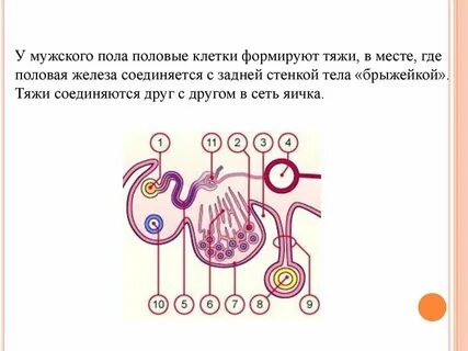 2 половая клетка