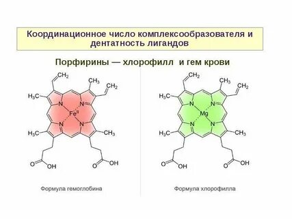 Гемоглобин и хлорофилл структура
