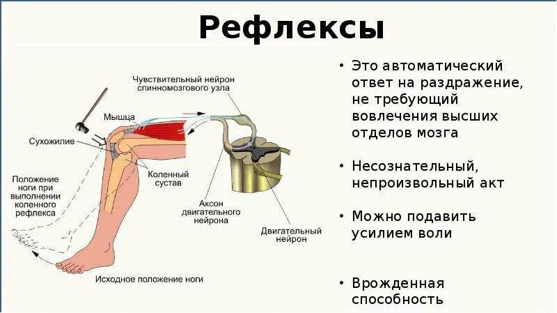 Рефлекс живого. Ахиллов рефлекс это спинной мозг. Коленный рефлекс это условный или безусловный рефлекс. Ахиллов рефлекс нерв. Спинной мозг и схема коленного рефлекса.