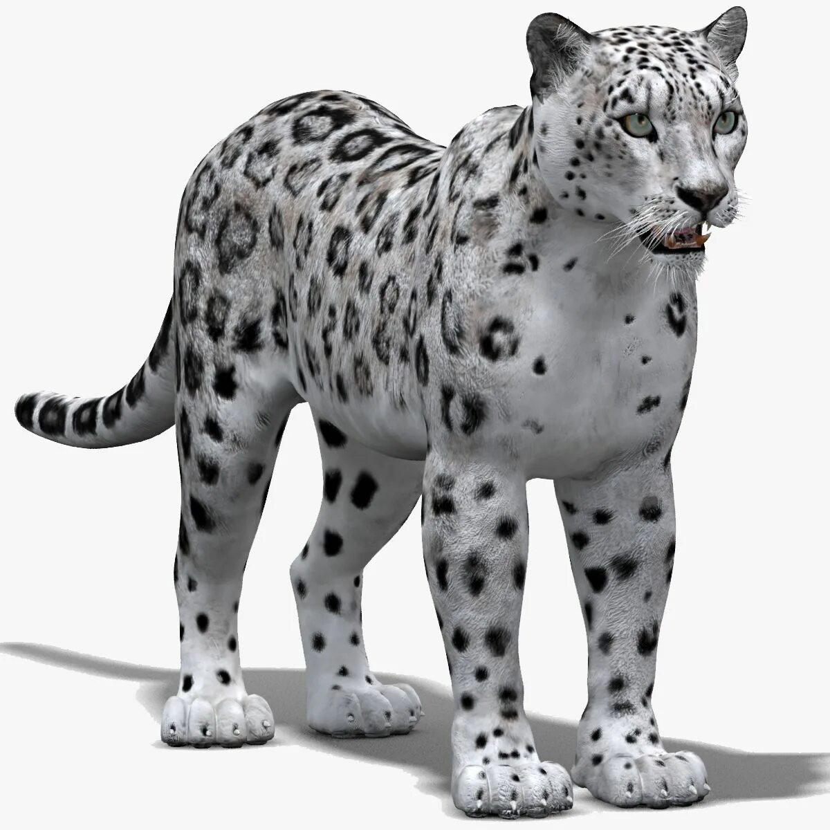Leopard max