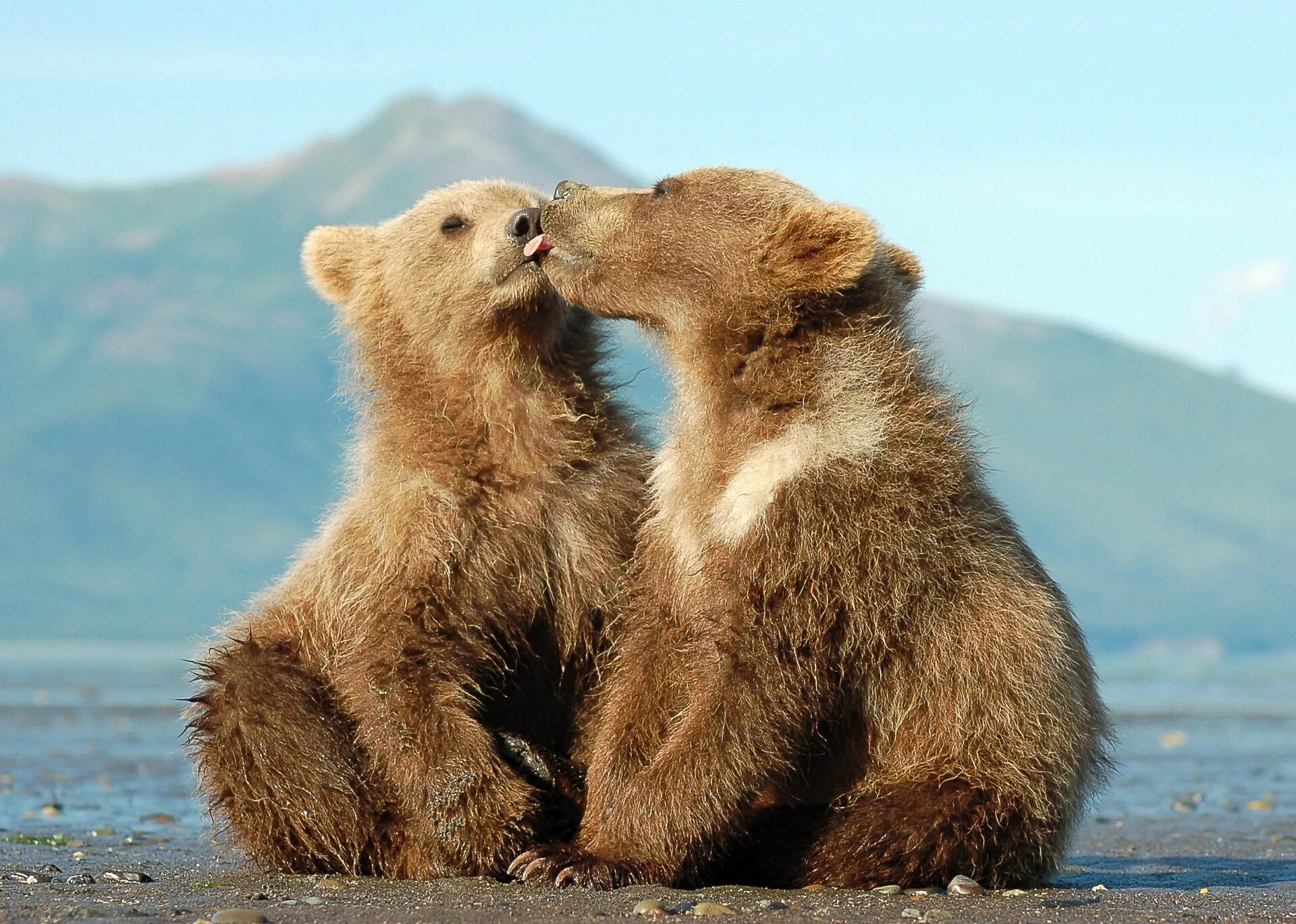 Два медвежонка. Маленький медвежонок. Медведи обнимаются. Медведица с медвежатами. Милые медвежата.