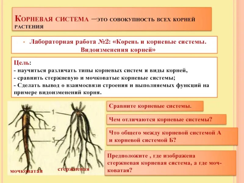 Корневая система 6 класс биология. Строение корня и типы корневых систем.