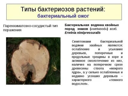 Бактериальная водянка
