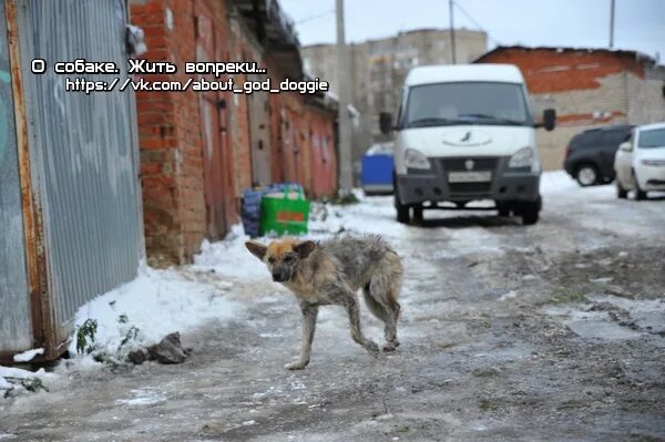 Воркута бездомные животные. Бездомные собаки в городе. бродячие собаки в городе. бездомные животные в городе. бродячие собаки на улицах города.
