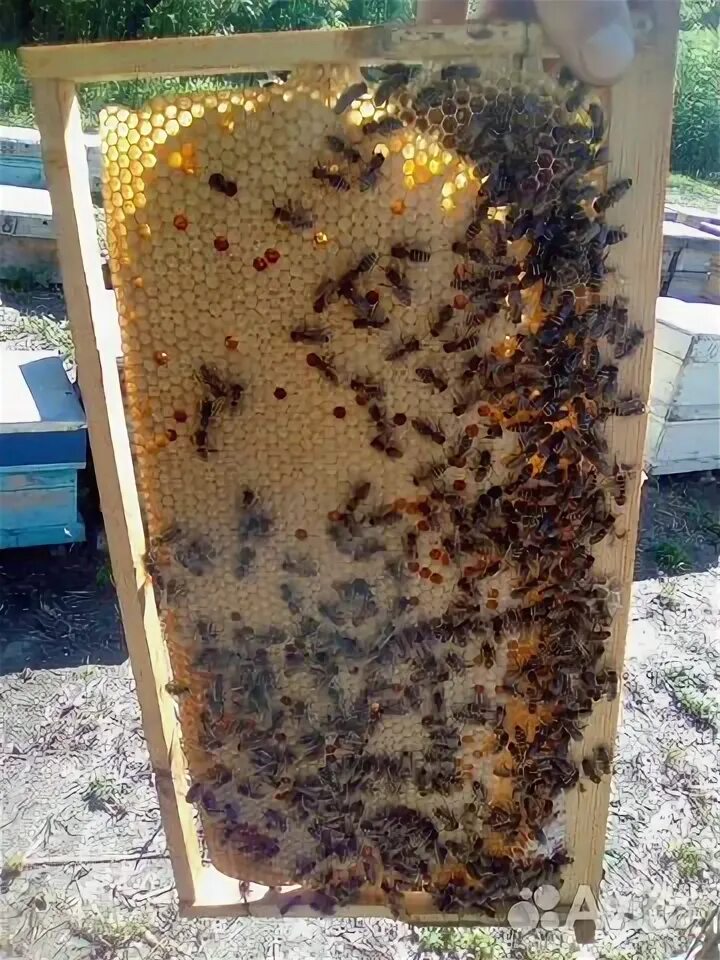 Можно продать матку