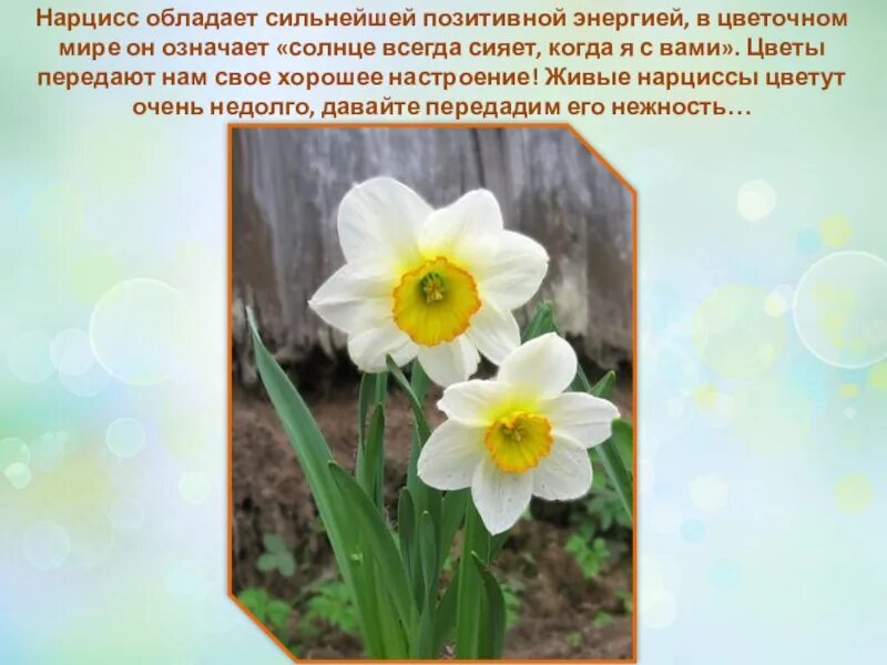 Миф про цветок нарцисс. Нарцисс краткое описание. Нарцисс поверья и легенды о цветке. Нарцисс цветок описание. Нарцисс цветок описание.
