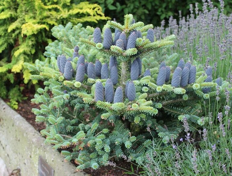 Dosya:Abies koreana cone.jpg - Vikipedi
