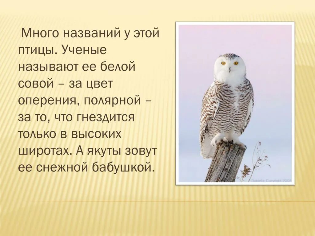 Текст про сову. Белая Сова рассказ. Интересные факты о белой сове. Полярная Сова интересные факты. Совы Полярные.