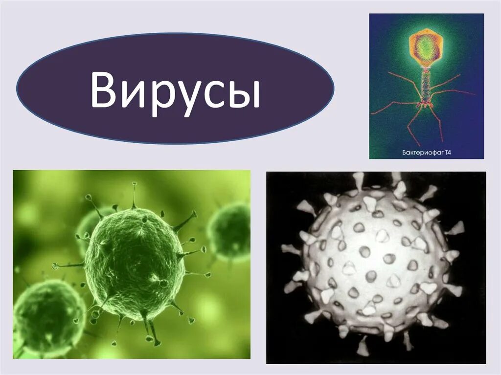 Представители вирусов биология. Вирусы биология. Вирусы презентация. Вирусы биология 10. Вирусы слайд.