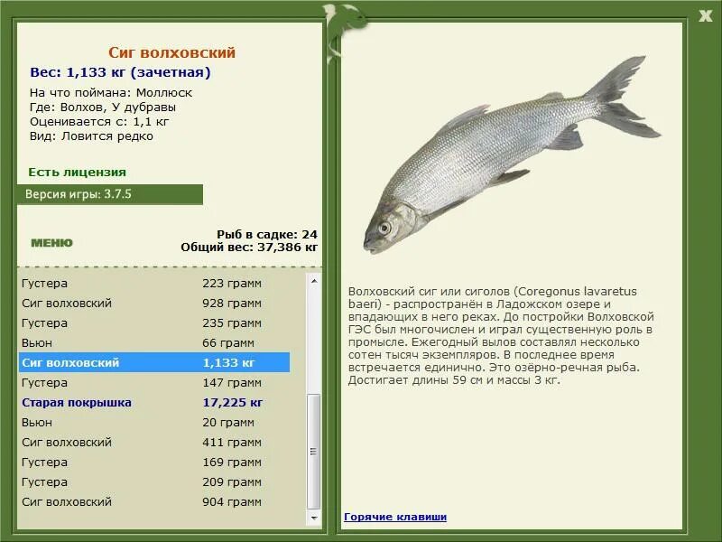 Русская рыбалка 3 Волхов карась серебряный. Волхов сиг русская рыбалка 3. Сиг рыба вес размер. Густера рыба на что ловить.