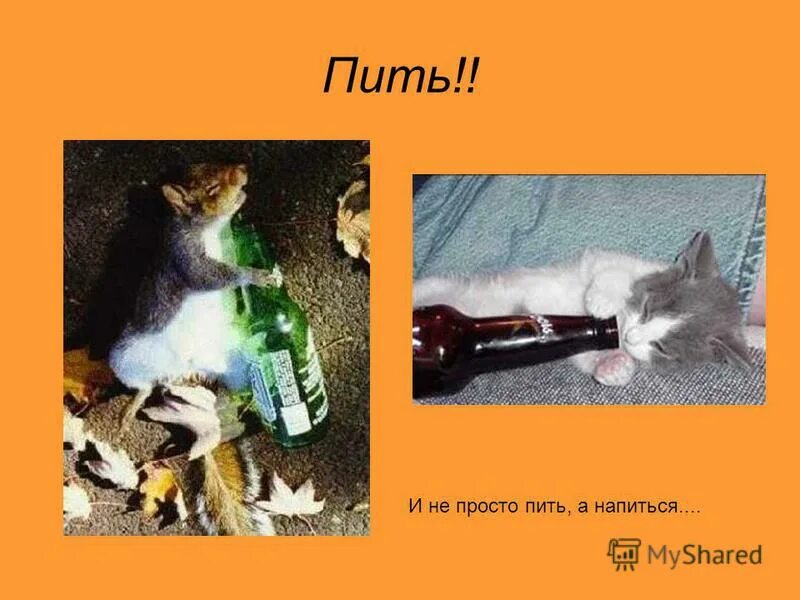 Пригласительный на кофе. Просто выпьем. Просто выпьем. По стопочке выпьем. Просто выпьем.