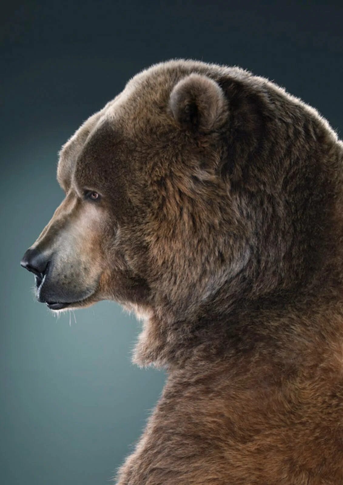 Какая голова у медведя. Медведь Гризли. Медведь Гризли морда сбоку. Медведь Гризли профиль. Медведь Гризли в профил.