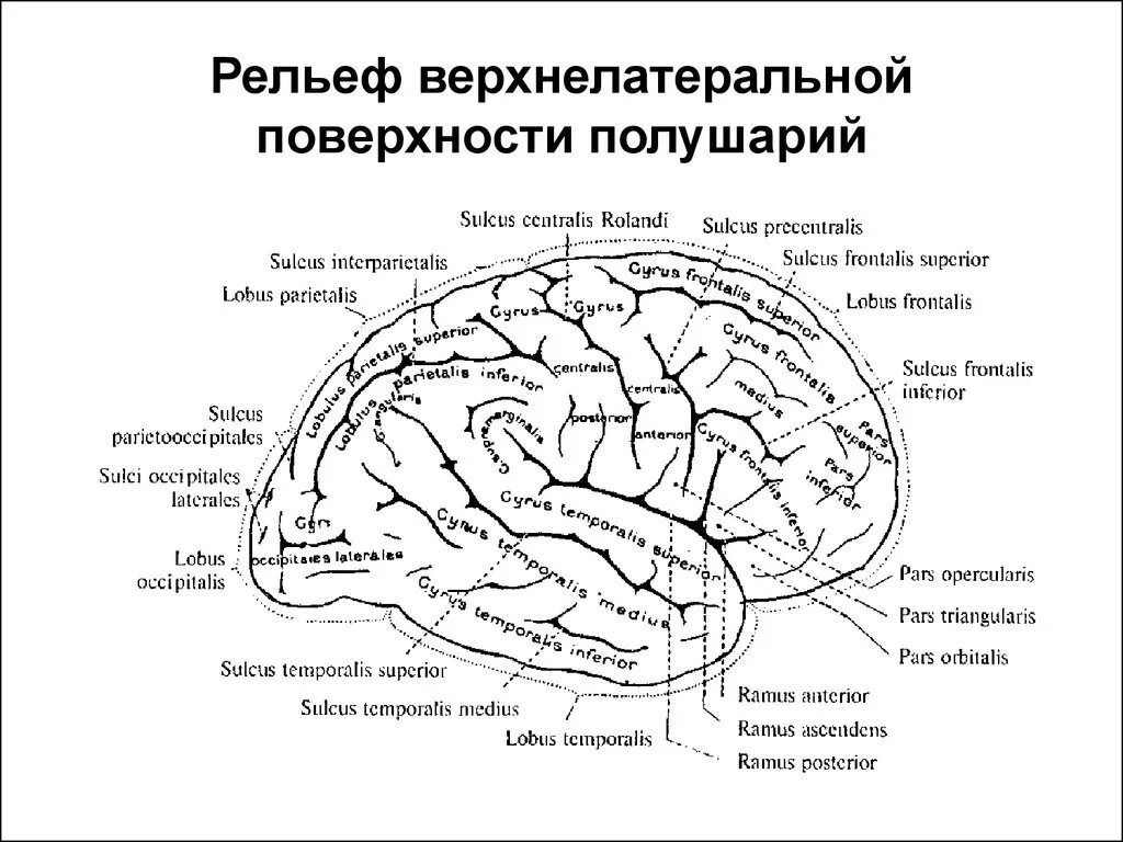 Поверхности коры больших полушарий. Верхнелатеральная поверхность полушария головного мозга. Борозды и извилины ВЕРХНЕЛАТЕРАЛЬНОЙ поверхности конечного мозга. Схема ВЕРХНЕЛАТЕРАЛЬНОЙ поверхности полушарий большого мозга. Рельеф ВЕРХНЕЛАТЕРАЛЬНОЙ поверхности.