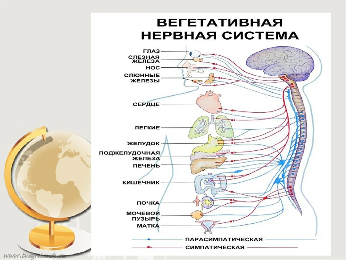 Отделы вегетативной нервной системы строение. Строение вегетативной системы. Вегетативная автономная нервная система вегетативная. Вегетативная нервная система 8 класс биология. Вегетативная нервная система конспект