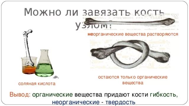 Кость поместили в 3 соляную кислоту