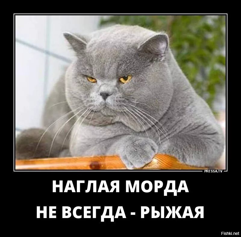 Где есть кот. Где есть кот