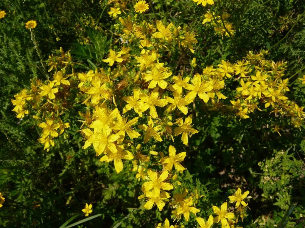 Зверобой. Зверобой Hypericum calycinum. Зверобой продырявленный с. Золотодолинский. Зверобой четырёхкрылый. Зверобой второй