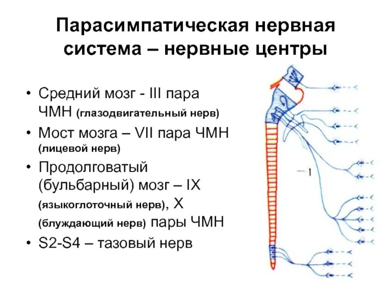 За что отвечает парасимпатическая нервная система. Ядра головного отдела парасимпатической нервной системы. строение парасимпатического отдела нервной системы. парасимпатическая нервная система вызывает. пара и симпатическая нервная система.