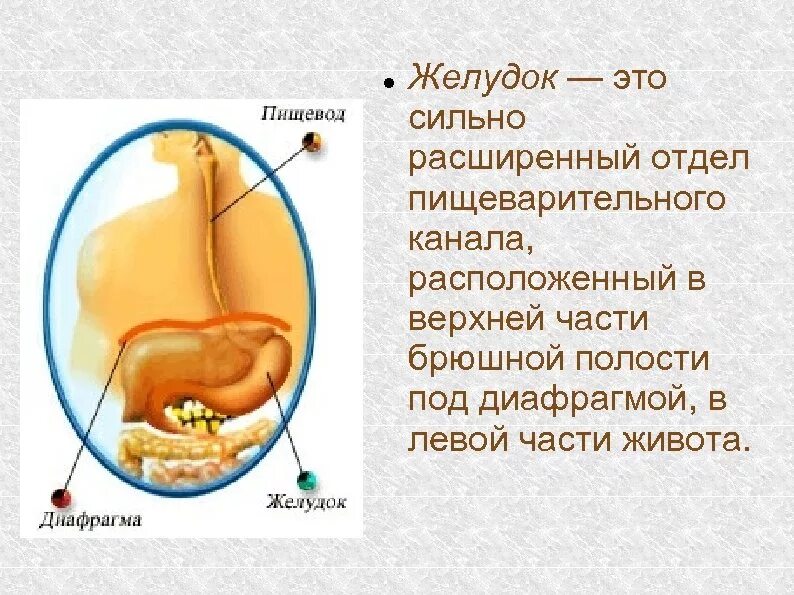 Расширенная часть пищеварительного. Презентация на тему желудок.