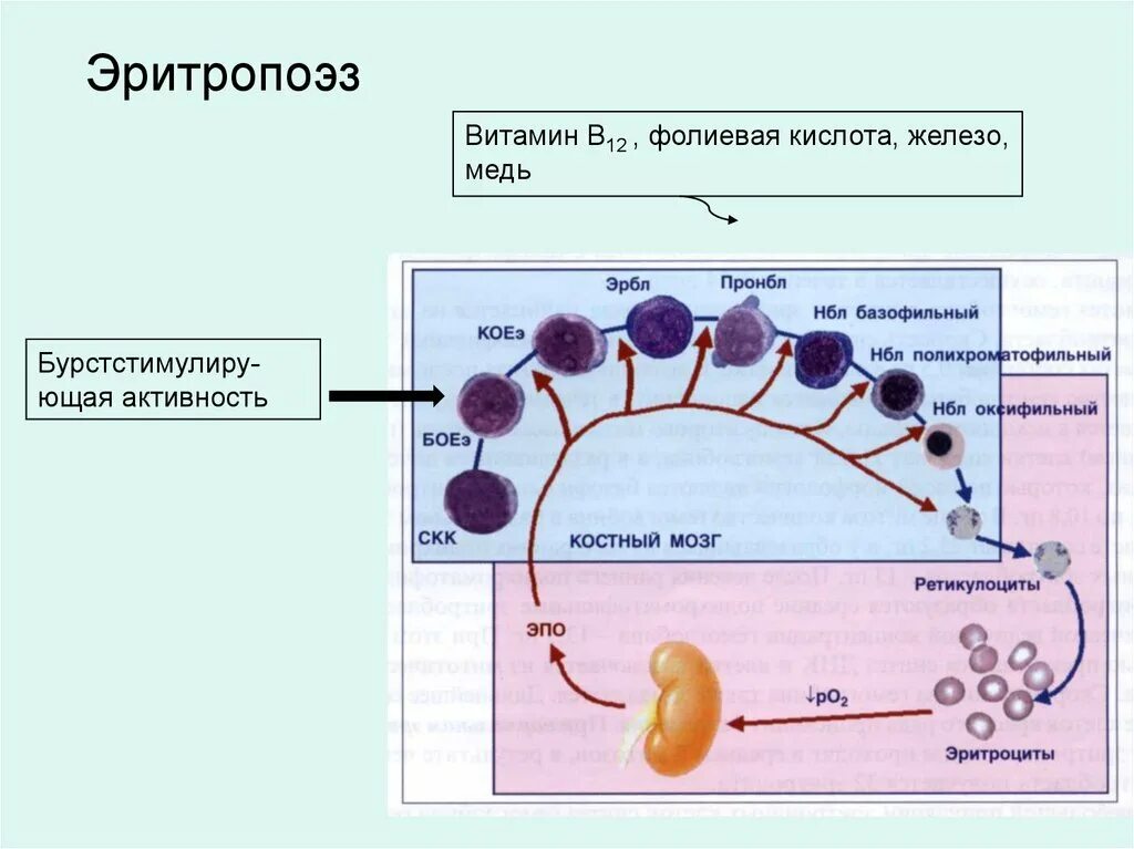 Эритропоэз гормон. Регуляция эритропоэза схема. эритропоэз витамин в12. витамин влияющий на эритропоэз. фолиевая кислота эритропоэз.