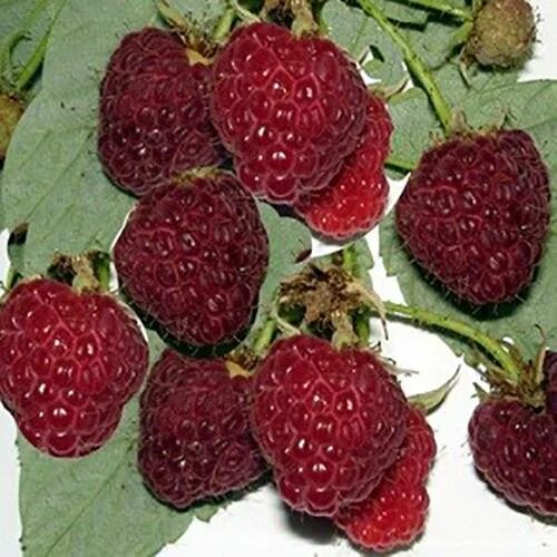 Фото к объявлению: саженцы ремонтантной малины Полка - Agro-Ukraine