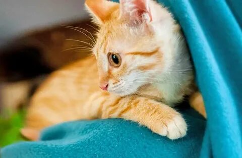Снится рыжий котенок женщине к чему незамужней