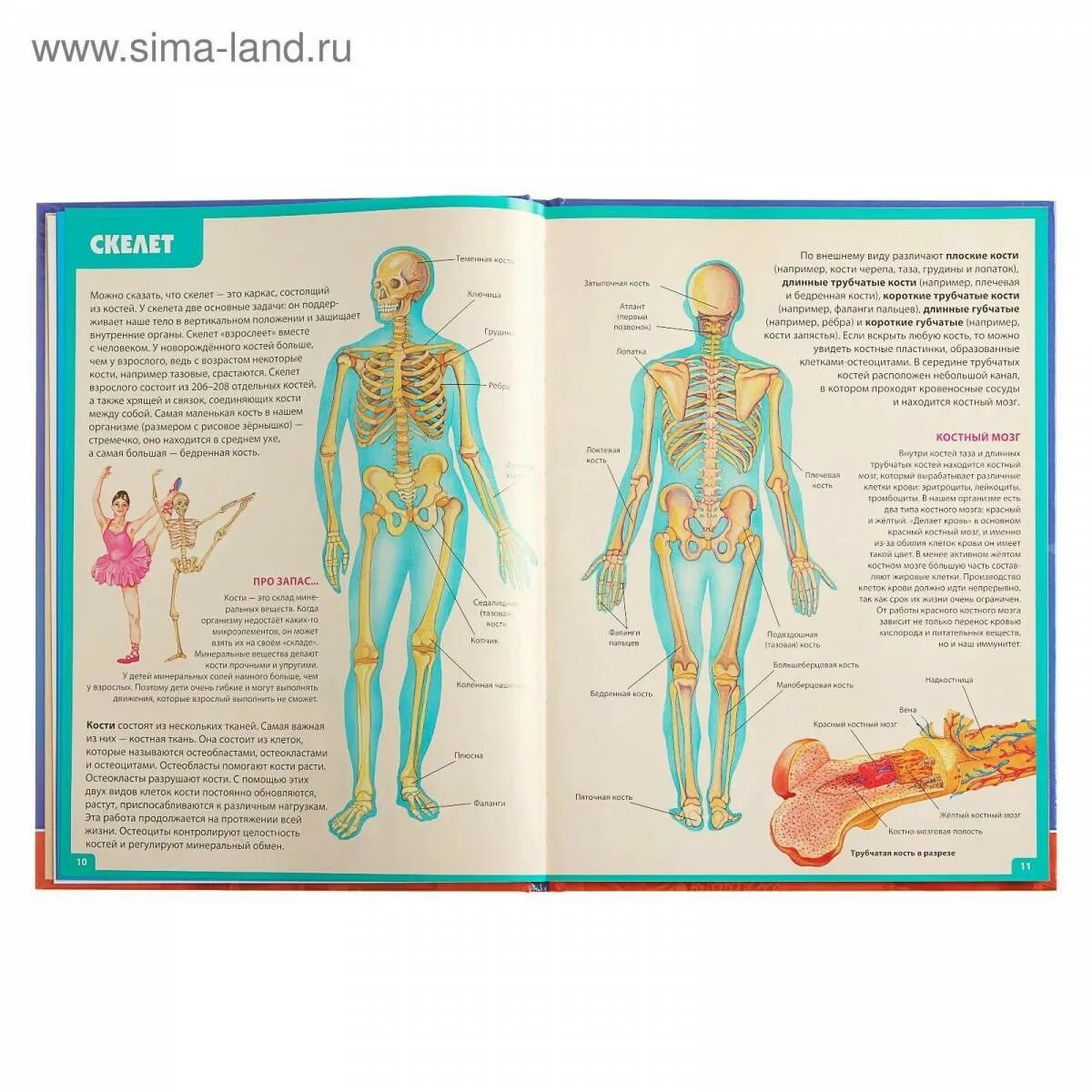 Атлас анатомии человека книга для детей и их родителей Гуиди в. Атлас человека по анатомии. Детская книга анатомия человека. Книга по анатомии человека для детей.