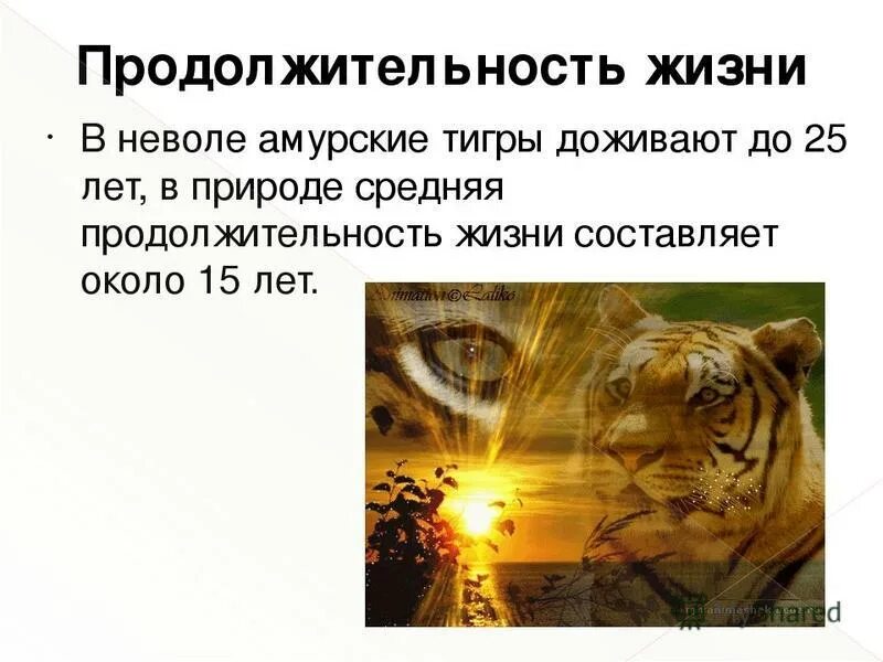 Сколько живут все животные. Продолжительность жизни Амурского тигра. Сколько живутамурский тигры. Сколько живут тигры. Сколько живут Амурские тигры.