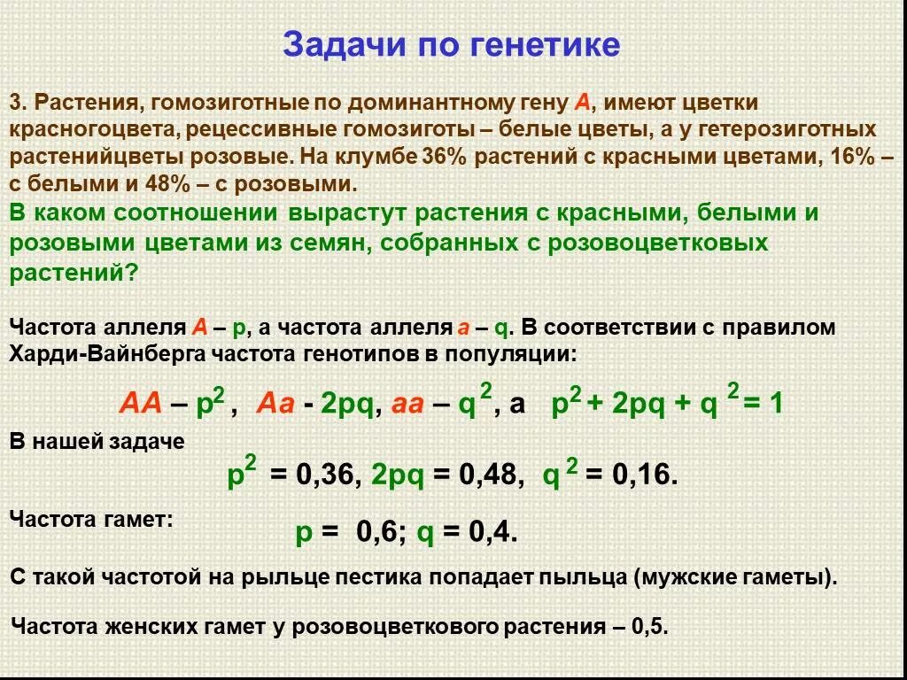 Задачи по генетике с растениями. Гомозиготные задачи. Задачки на растения Погенетике. Гомозигота в задаче по генетике.