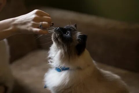 Почему кошка не просит